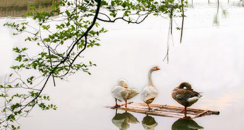 鹅鹅鸭肉汁技能玩法攻略（掌握技巧，决定胜负！——以鹅鹅鸭肉汁技能玩法为例）