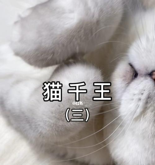 猫之城暴走炮手（探究猫之城暴走炮手的战斗实力）