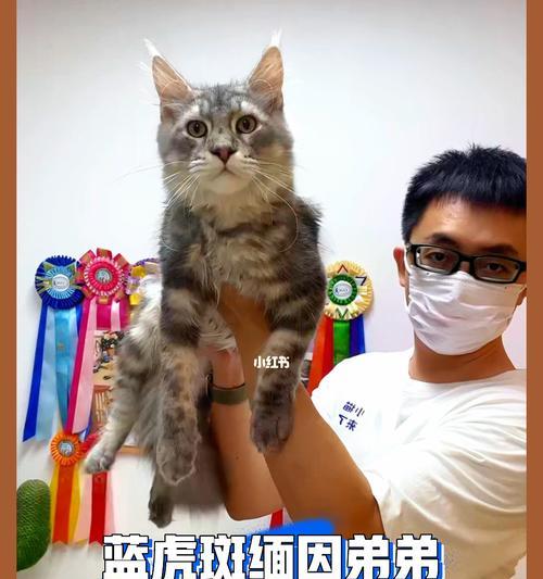 《猫之城前期开荒阵容搭配攻略》（如何合理搭配阵容提高游戏进程速度）